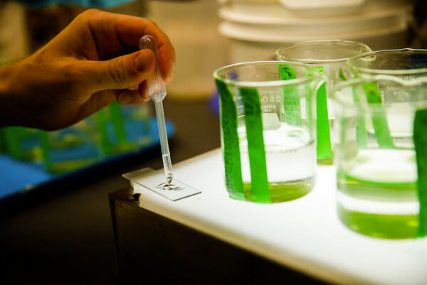Beakers on on table and a persion's hand using an eyedropper to put content on a microscope slide